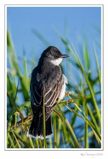 Eastern King Bird 1 copy.jpg
